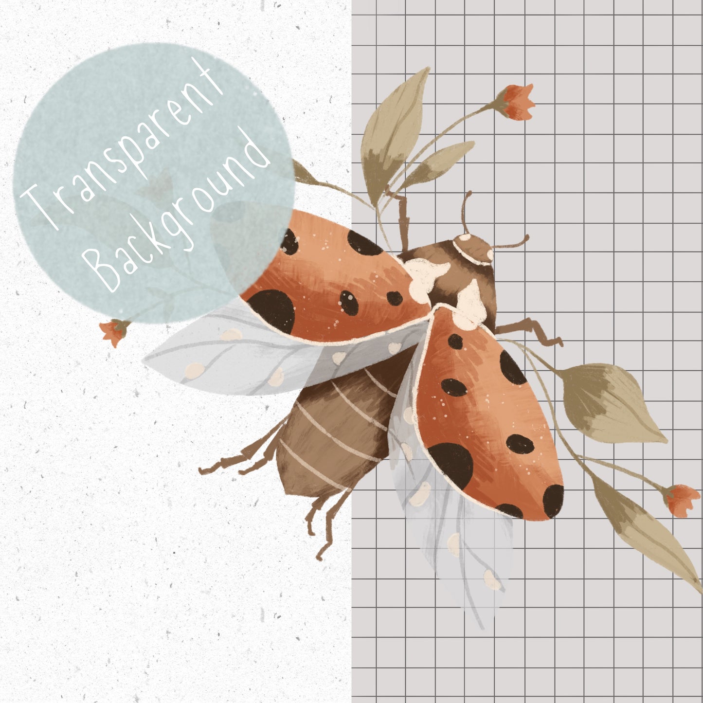 Ladybird PNG Set